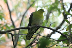 明石公園のアオバト