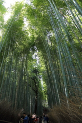 3月20日 京都嵐山 31