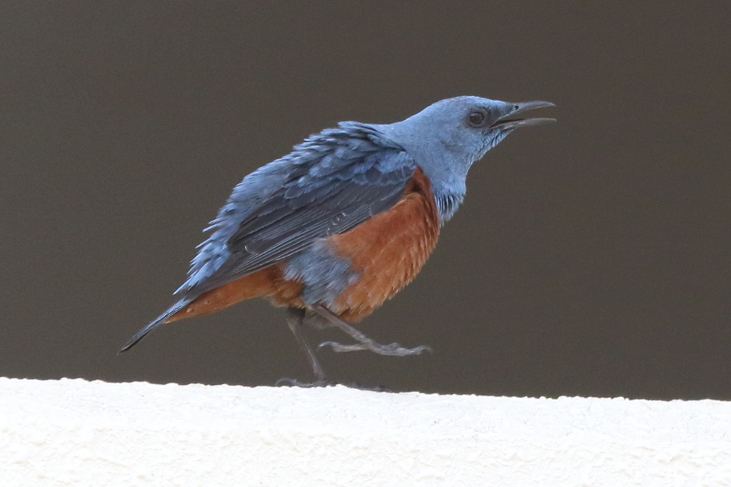 5月9日 明石公園 ２