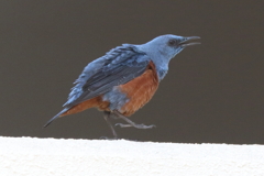 5月9日 明石公園 ２