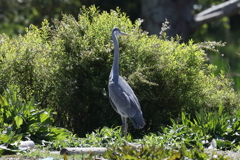 4月11日 明石公園 20