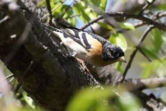 4月11日 明石公園 37