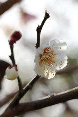 2月23日 岡本公園 ２