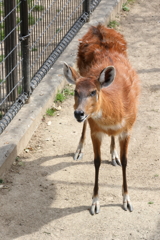 3月26日 王子動物園 14