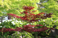 4月24日 相楽園 34