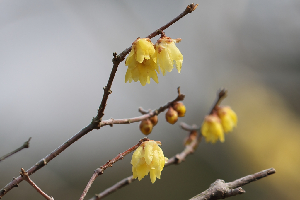 2月11日 明石公園 14