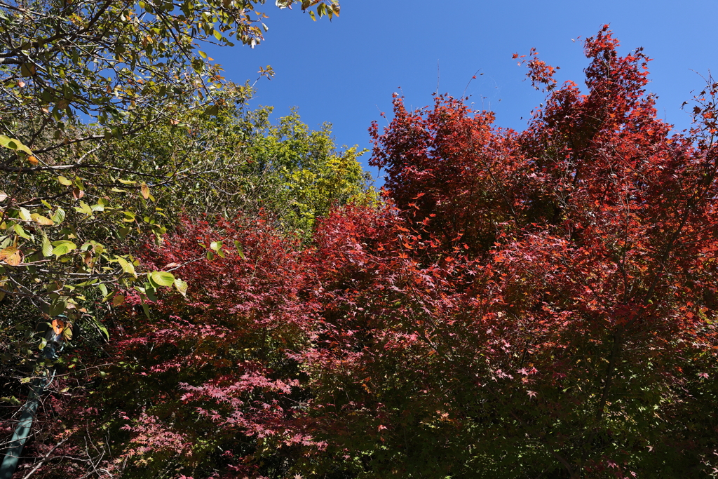 11月14日 布引ハーブ園 ７