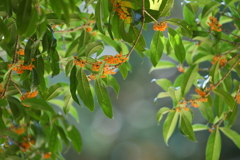 10月2日 明石公園 ９