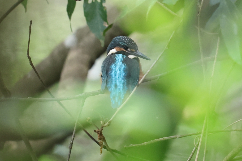 6月2日 明石公園 30