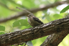 5月21日 明石公園 17