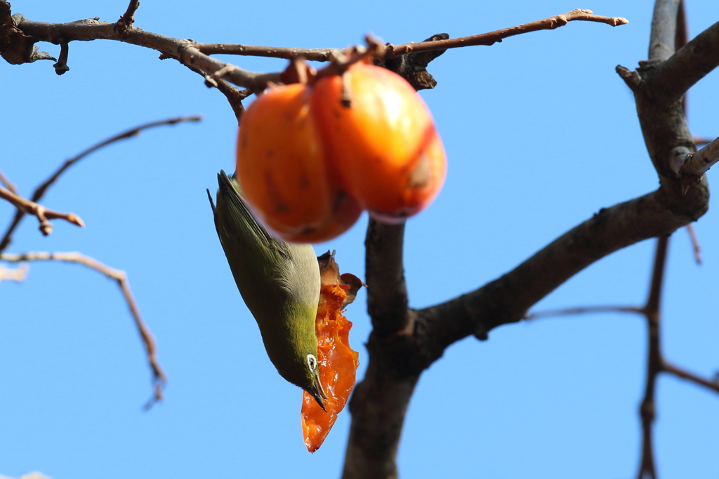 12月30日 夙川河川敷公園 12