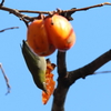 12月30日 夙川河川敷公園 12
