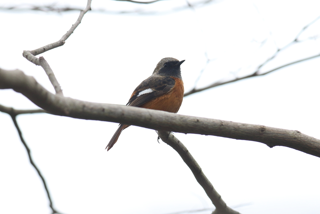 1月15日 明石公園 17