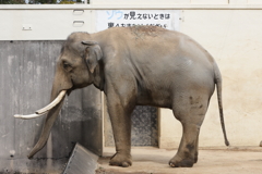 3月26日 王子動物園 25