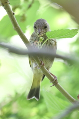 5月23日 明石公園 18