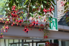 5月28日 布引ハーブ園 54