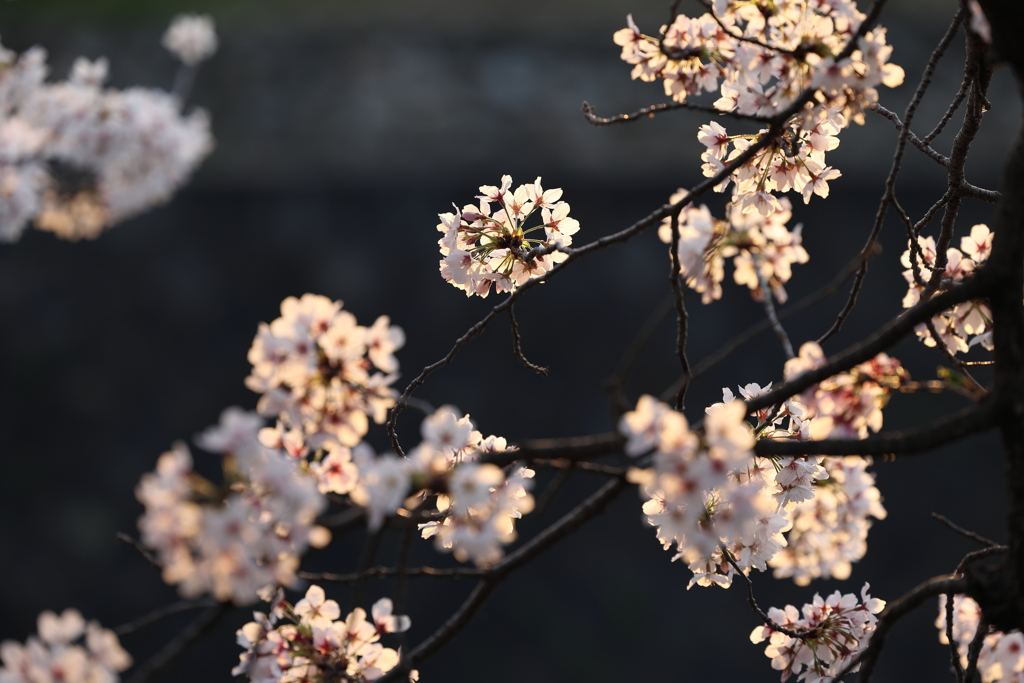 4月2日 夙川河川敷公園 ４