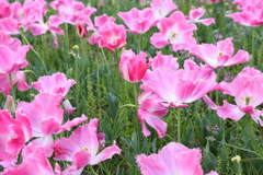 4月18日 万博記念公園 14