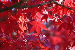 11月24日 相楽園 27