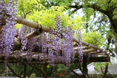 5月2日 奈良 36