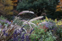 12月7日 布引ハーブ園 24