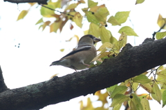 12月4日 明石公園 18