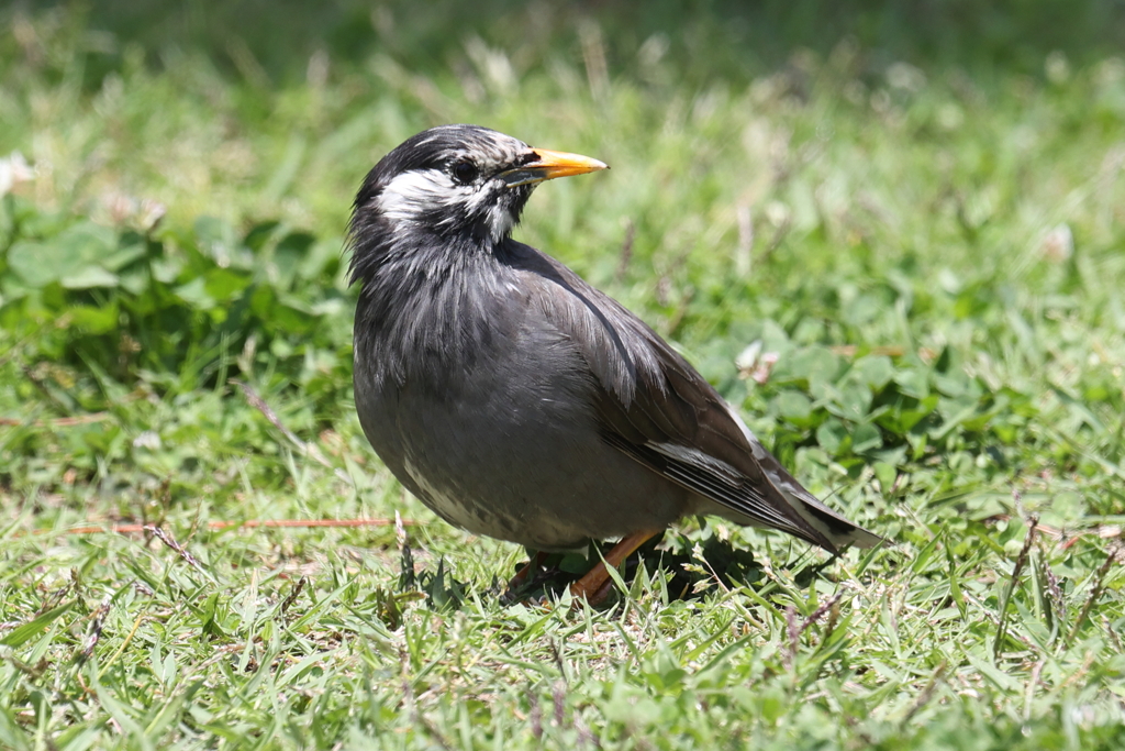 5月6日 明石公園 １