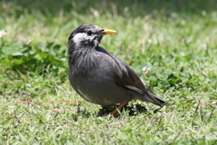 5月6日 明石公園 １