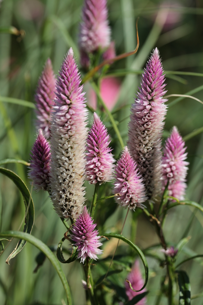 布引ハーブ園 ３