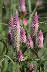 布引ハーブ園 3 布引ハーブ園 3