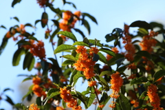 10月31日 明石公園 11