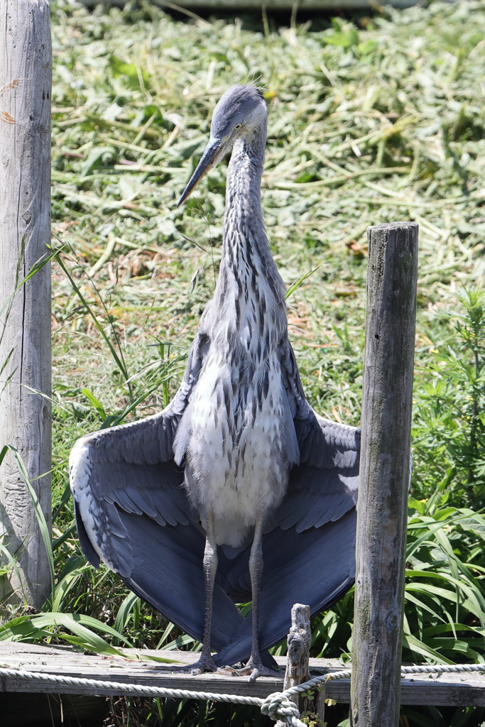 5月6日 明石公園 15