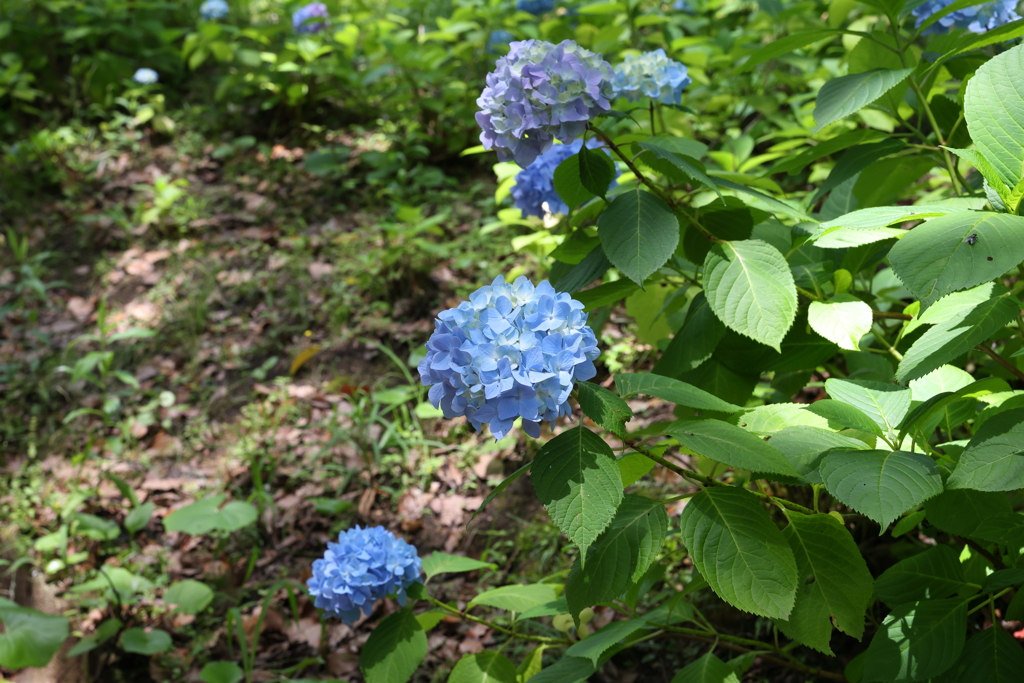 6月6日 須磨離宮公園 ３