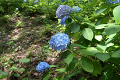 6月6日 須磨離宮公園 ３