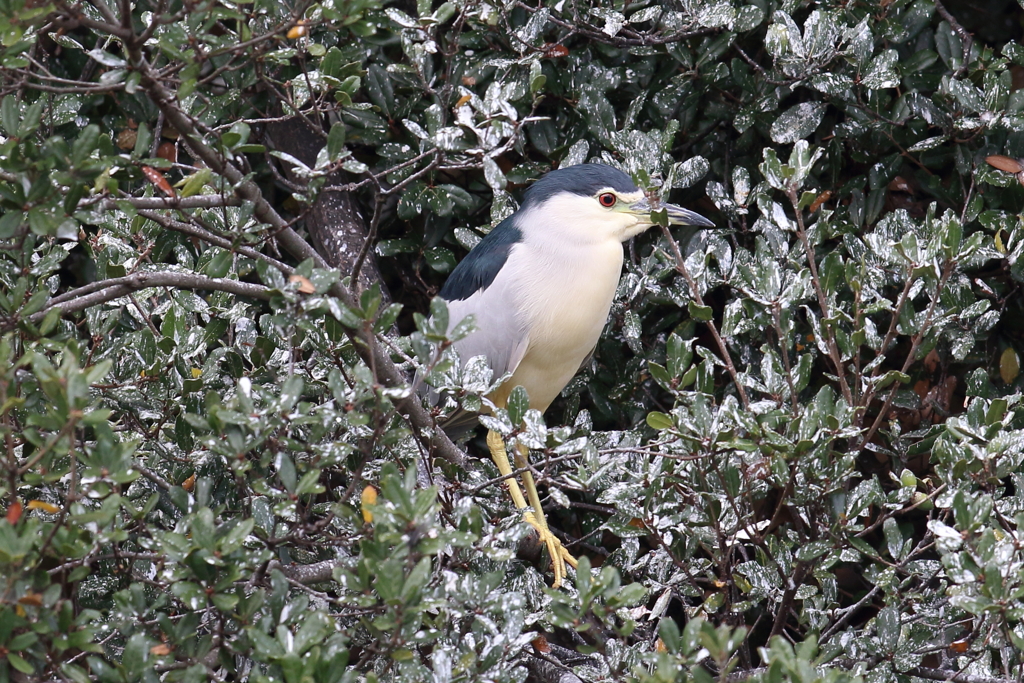 10月30日 明石公園 16