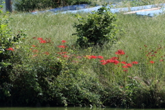 9月25日 明石公園 ２