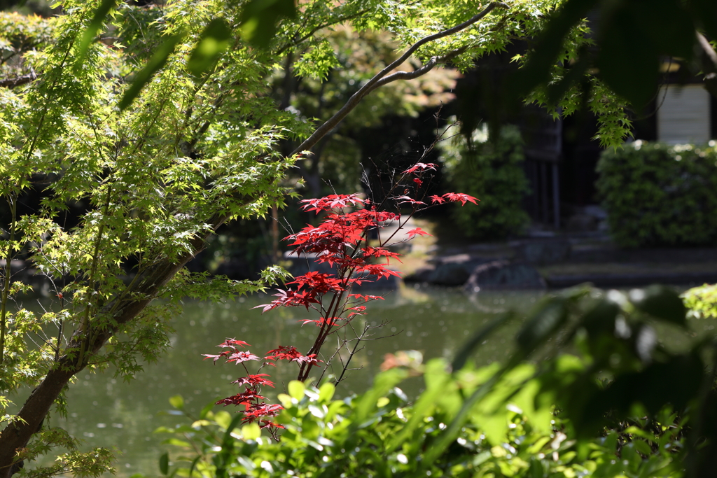5月23日 相楽園 36