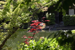 5月23日 相楽園 36
