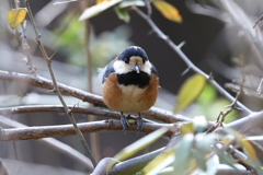 2月20日 明石公園 ９