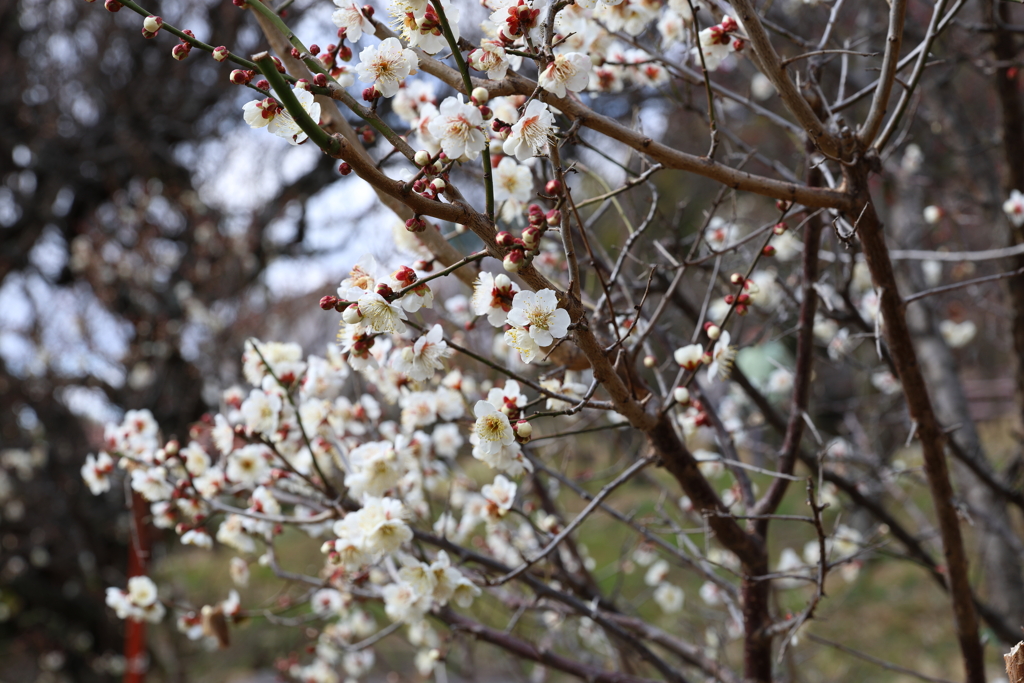2月9日 岡本梅林公園 １