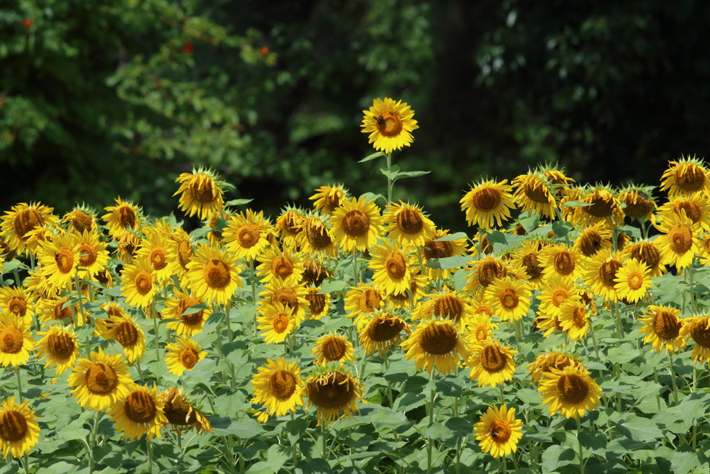 7月24日 服部緑地公園 １