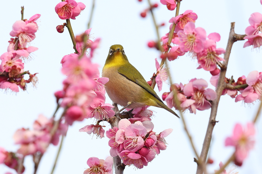 2月20日 須磨離宮公園 16