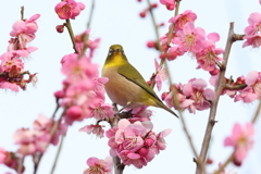 2月20日 須磨離宮公園 16