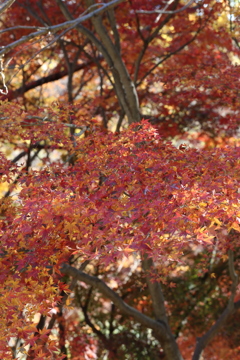 12月2日 布引ハーブ園 5 12月2日 布引ハーブ園 5