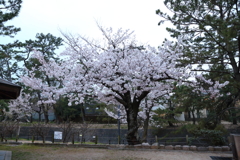 4月7日 夙川 13