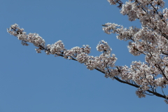4月11日 明石公園 ８