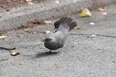 5月5日 明石公園 １
