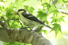 5月23日 明石公園 17