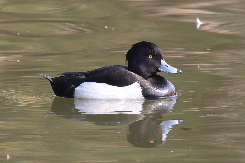 2月11日 明石公園 ８