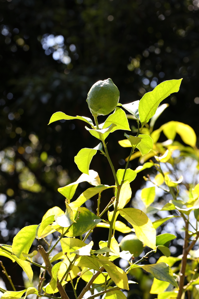 9月21日 布引ハーブ園 14